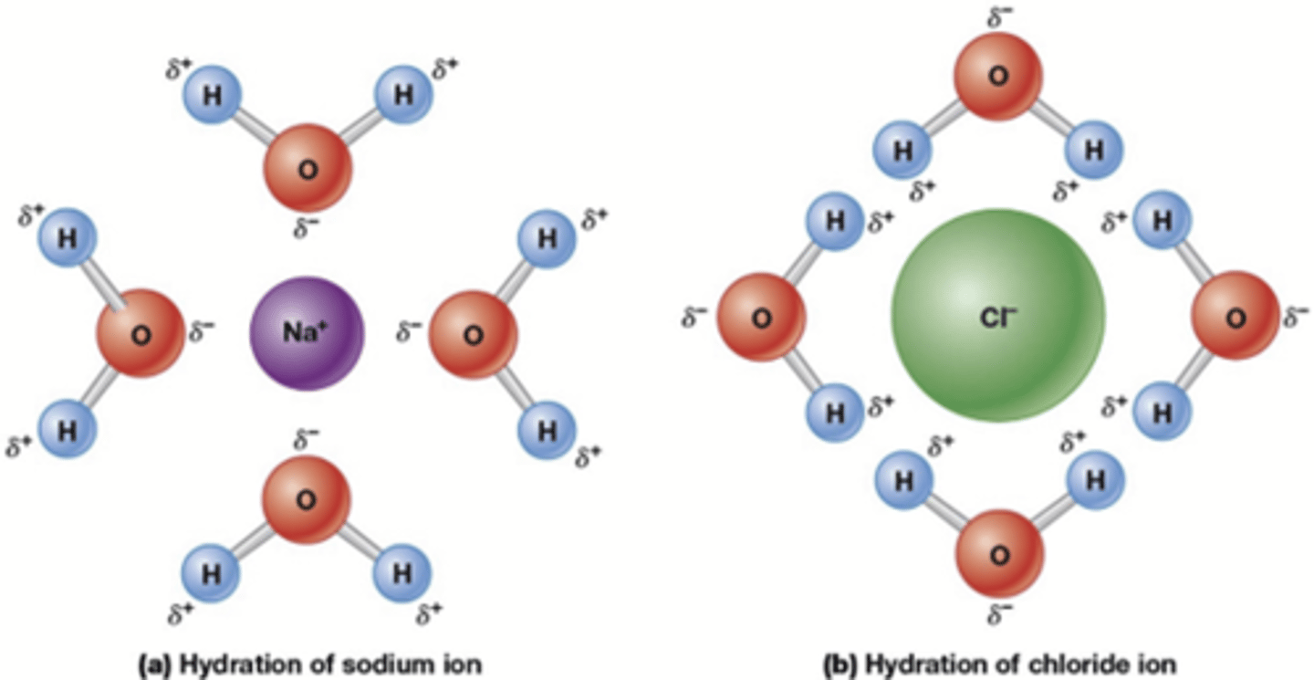 <p>Hydrofiele stoffen: Ionen en polaire groepen (zoals OH, SH, C=O, NH₂) vormen waterstofbruggen en lossen op in water.</p><p>Hydrofobe stoffen: Niet-wateroplosbaar; verstoren de waterstructuur.</p><p>Amfipatische stoffen*: Hebben zowel een hydrofobe als polaire of geladen kant, wat hun interactie met water beïnvloedt.</p><p>*Een amfifiele of amfipatische verbinding bevat zowel hydrofobe als hydrofiele eigenschappen. Algemene amfifiele stoffen zijn zeep, detergenten en lipoproteïnen.</p>