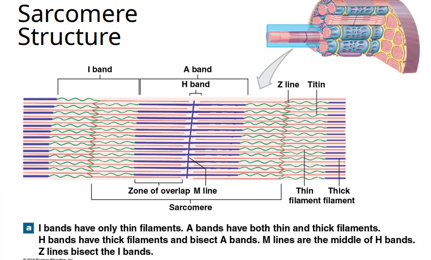 <p>Differences in distribution of thick &amp; thin myofilaments gives a banded appearance in striated sarcomeres. Describe the bands of the sarcomere structure.</p>