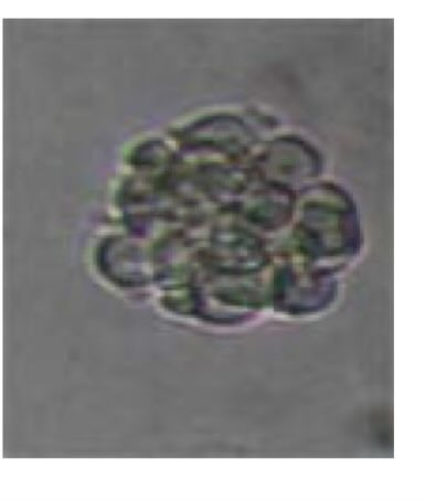 <p>what is this a picture of?</p>