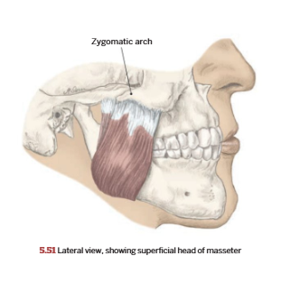 <p>Masseter</p>