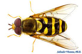 <p>Family: Syrphidae (hover flies)</p><p></p><p>Many resembles bees or wasps</p><p>Spurious vein</p>