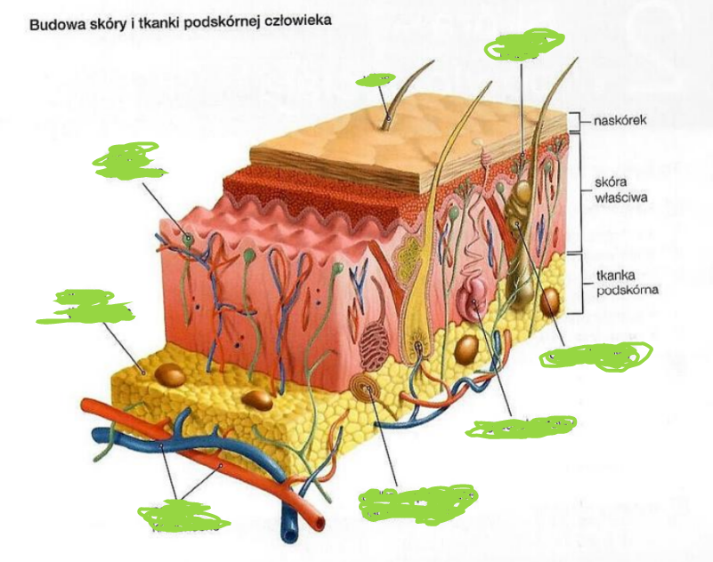 <p>Jakie są elementy skóry?</p>