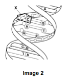 <p>In Image 2, what is the part labeled x known as?</p>