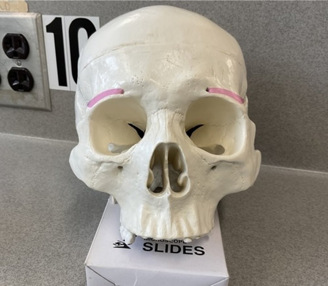 knowt flashcard image