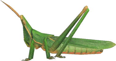 <p>Long locust </p>