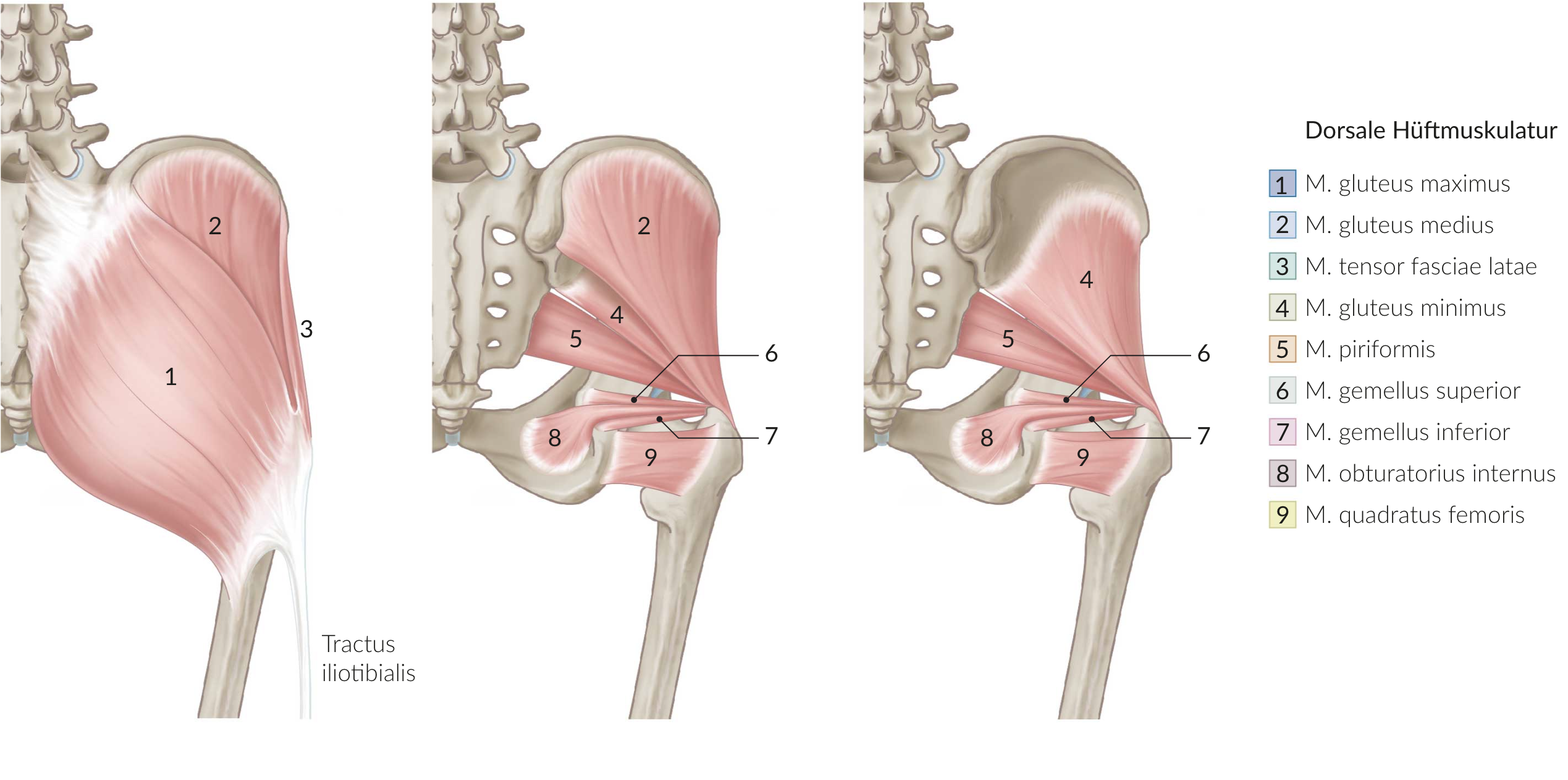 <p>D. Piriformis</p>