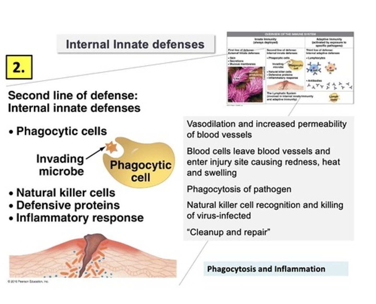 <p>defenses against general characteristics of invaders, first line of defense, response is general, but rapid</p>