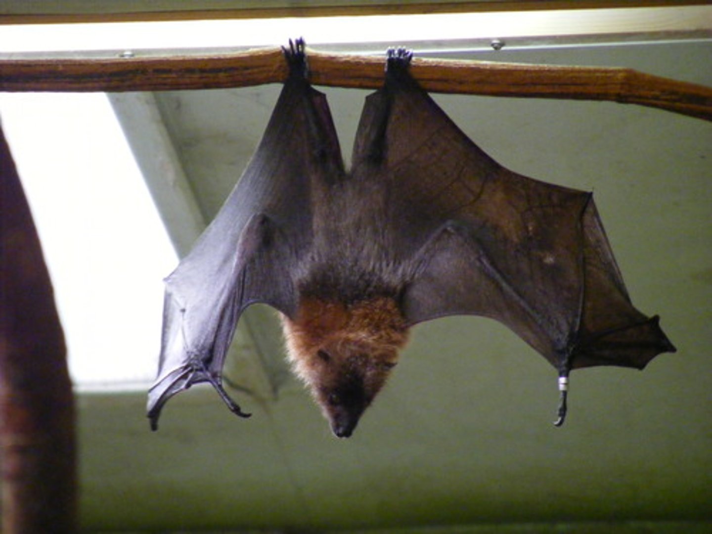 <p>-Novel Feature: Flight in bats, the world's only flying mammal</p><p>+Filling of the nighttime aerial niche (unused resources).</p><p>=Filled by birds during the day.</p><p>+Explosion of diversity (rapid diversification).</p>