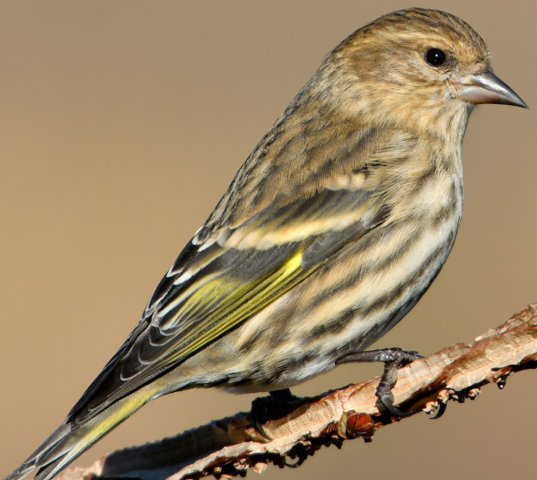 <p>What bird is this? </p>