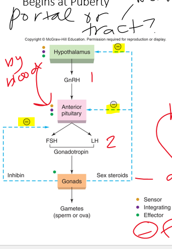 <p>•Both male and female have   ___  <em>&amp;</em>  __that stimulates gonads for spermatogenesis or oogenesis</p><p>•Gonads secrete testosterone, estradiol, progesterone</p><p>•Development of duct systems are controlled by <strong><em>gonadal</em></strong> (testes or ovaries) hormones</p><p></p><p>cascade</p>