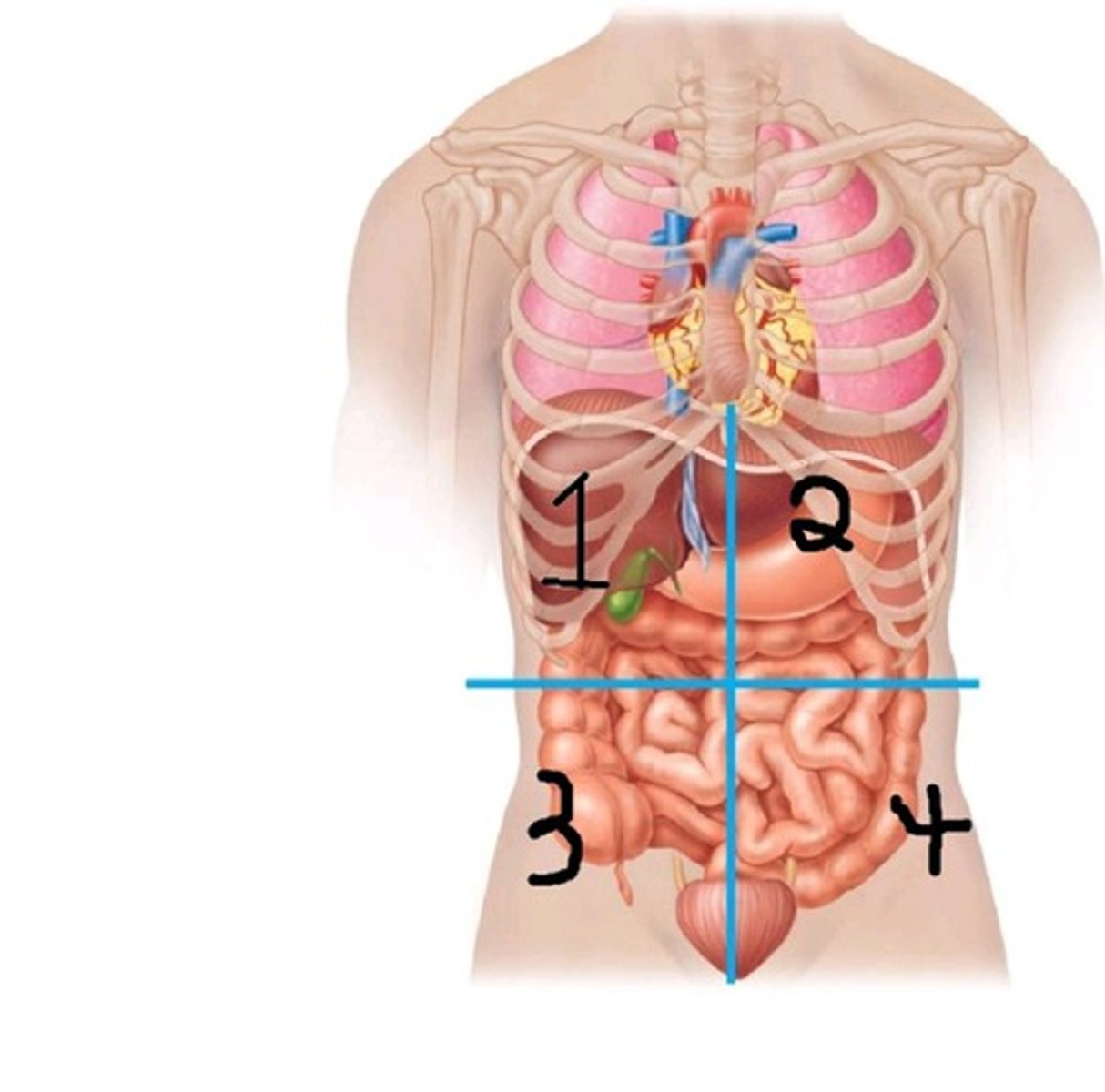 <p>RLQ&amp;LLQ (3&amp;4)</p>