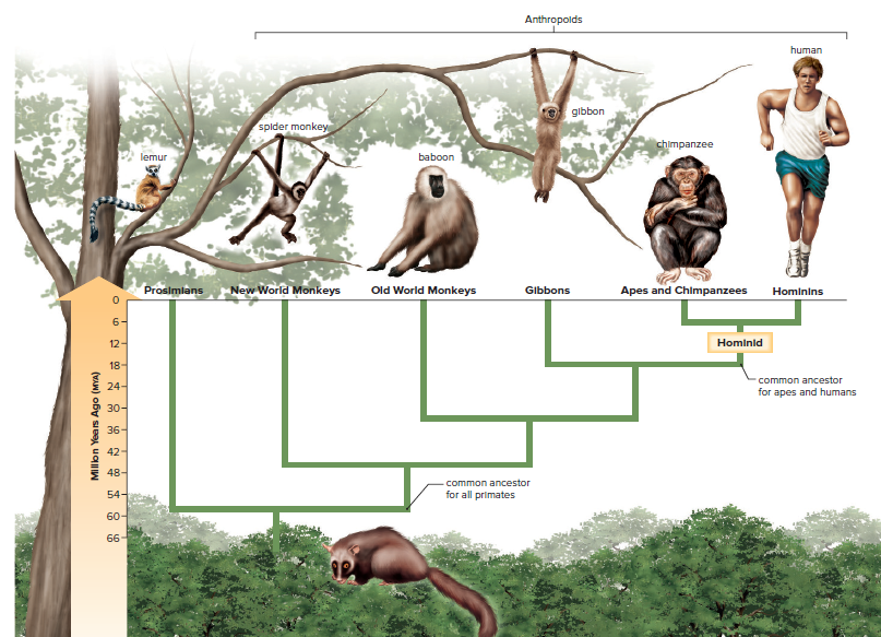 Evolutionary tree of primates.