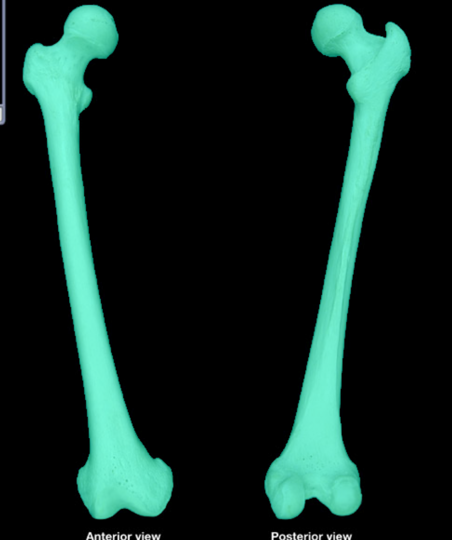 <p>what bone is this</p>