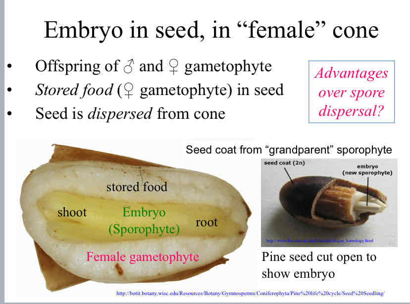 <p>Advantage of seed over spore dispersal</p>