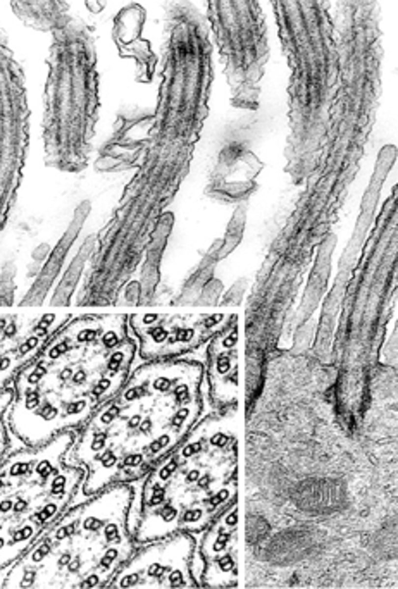 <p>ID the structure:</p>