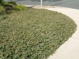<p><span>Cotoneaster dammeri / Bearberry Cotoneaster</span></p>