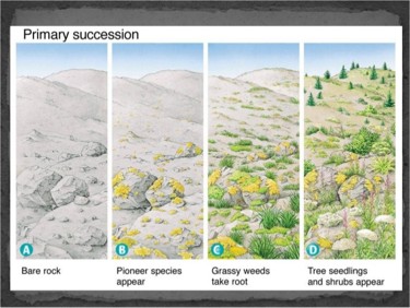 <p>Primary succession </p>