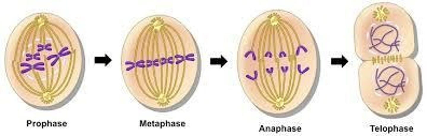 <p>Process of cell division in eukaryotes.</p>