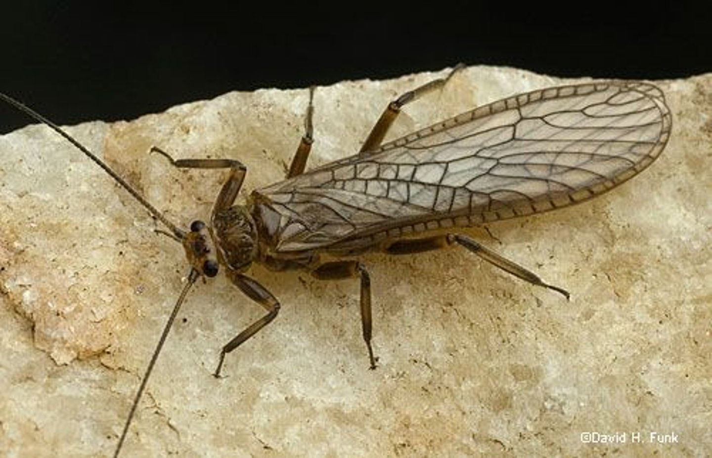 <p>4 membranous wings, elongate, flattened, cerci present, long antennae, mouthparts chewing</p>