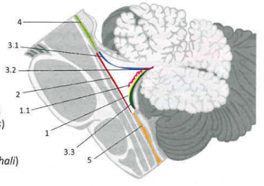 <p>2 - Rhomboid fossa</p><p>3.1 Superior medullary velum - Blaszka istoty białej</p><p>3.2 Fastigium - szczyt komory czwartej</p><p>3.3 Inferior medullary velum blaszka istoty białej</p>