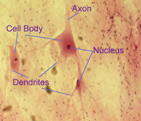 <p>Nucleus</p>