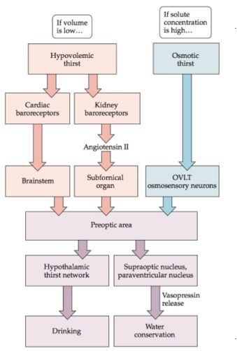 <ol><li><p>low volume (hypovolemic thirst)</p><ol><li><p>replenish systems </p><p>detected by brain, kidney, heart </p></li></ol></li><li><p>high [solute] (osmotic thirst)</p></li></ol>