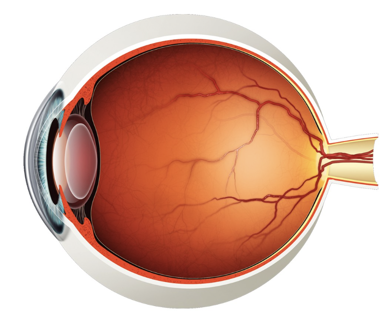 <p>identify the plane of the eye</p>