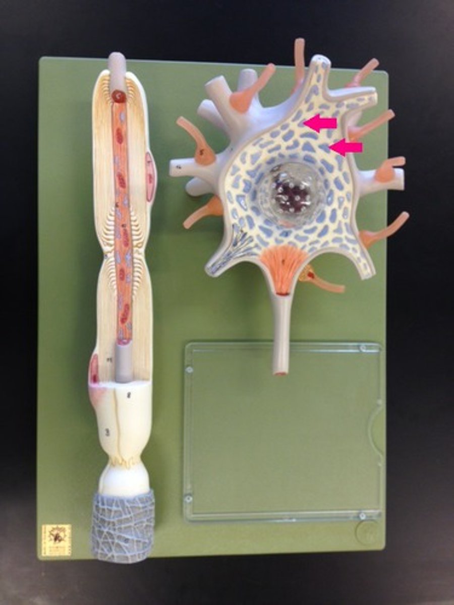 <p>Rough endoplasmic reticulum in neuron</p>