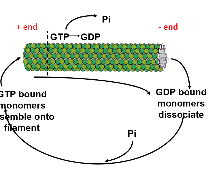 <p>The alpha/beta monomer is<strong> assymetric: </strong>alpha one side and beta the other. (polarised)</p><p>GTP-bound alpha/beta monomers are <strong>added </strong>to the plus end of the microtubule with <strong>GTP being converted to GDP</strong></p><p><strong>GDP-bound monomers detach </strong>at both the the minus and plus ends end of the microtubule</p><p><strong>This happens more quickly at the +end</strong></p>