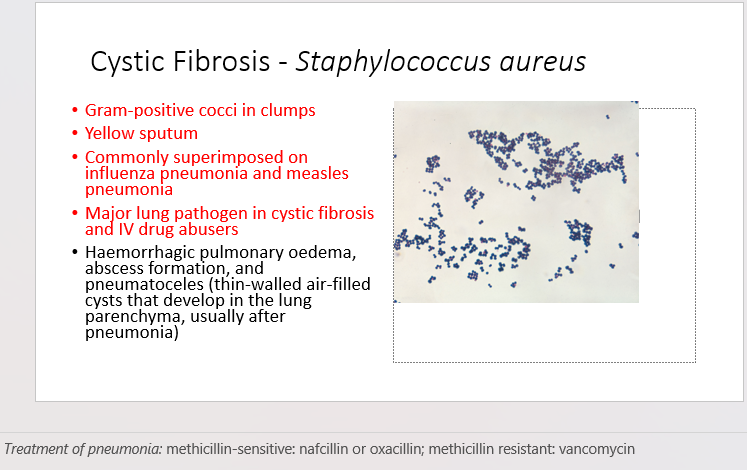 <ol><li><p><span>Gram-positive cocci in clumps</span></p></li><li><p><span>Yellow sputum</span></p></li><li><p><span>Commonly superimposed on influenza pneumonia and measles pneumonia</span></p></li><li><p><span>Major lung pathogen in&nbsp;cystic&nbsp;fibrosis and IV drug abusers</span></p></li><li><p><span>may lead to complications such as haemorrhagic pulmonary oedema, abscess formation, and pneumatoceles (thin-walled air-filled cysts that develop in the lung parenchyma, usually after pneumonia)</span></p></li></ol>