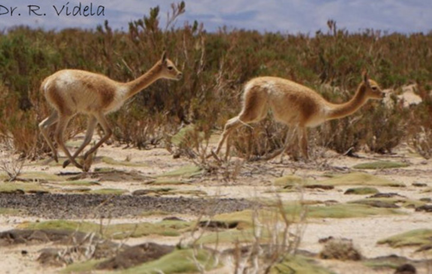 <p>What wild species camelid is this?</p>