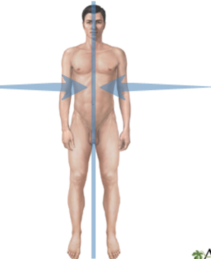 <p>towards the middle (midline)</p>