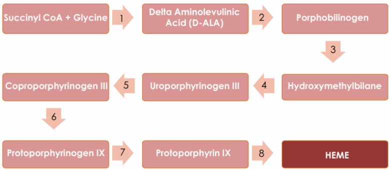 <p>Heme synthase that catabolizes ferrous Iron + protoporphyrin IX to make heme</p>