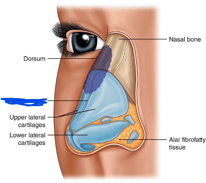 <p>Name the bone</p>