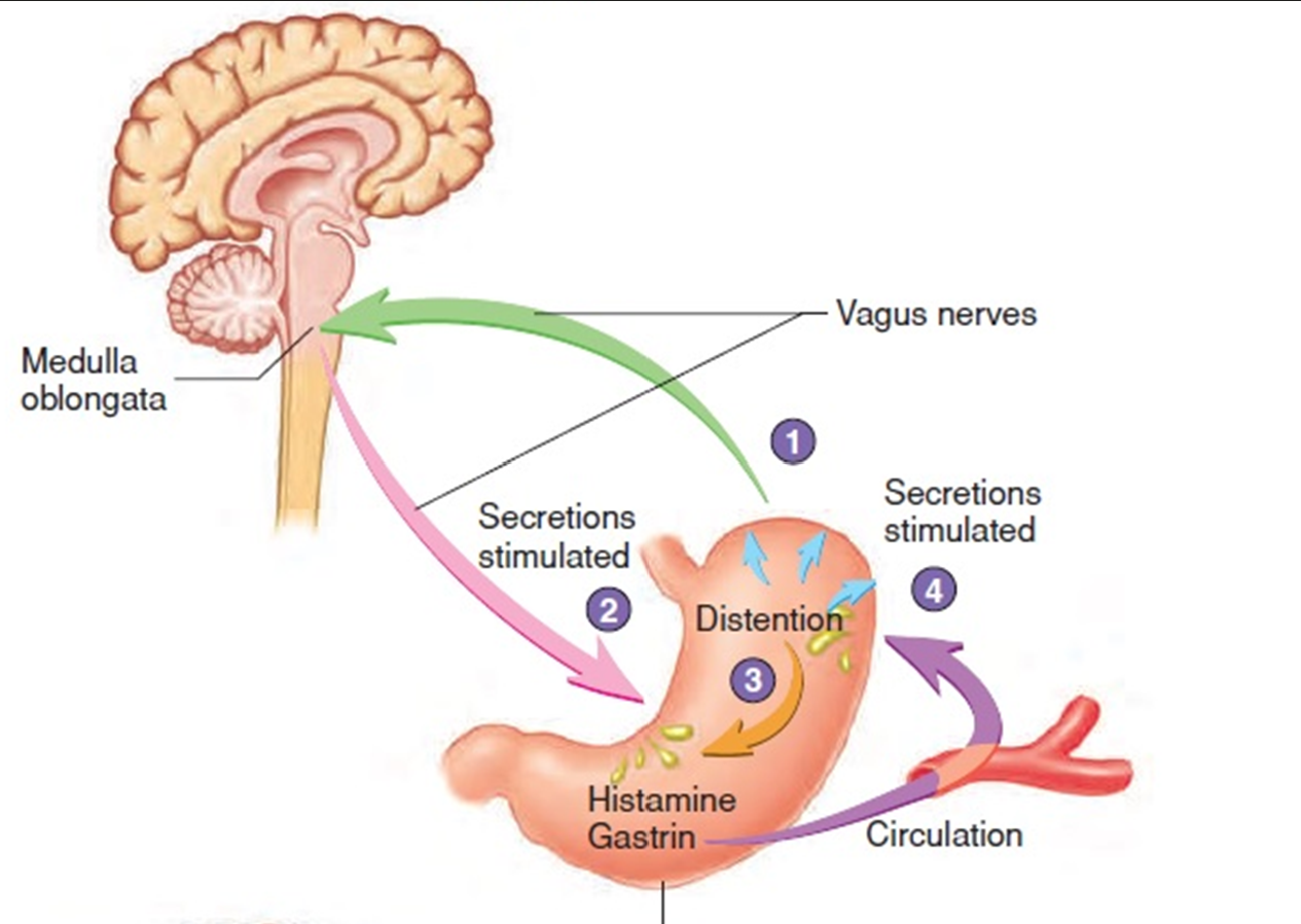 <ul><li><p><span>50-60% of total gastric acid secretion</span></p></li><li><p><span>Swallowed food and semi-digested proteins activate gastric activity</span></p></li><li><p><span>Neural &amp; hormonal activation</span></p></li><li><p><span>Stimulates gastric activity in two ways: by stretching the stomach and by gastric contents stimulating mechanoreceptors in the stomach</span></p></li></ul><p>1. Stretch activates a parasympathetic reflex to the medulla oblongata</p><p>2. Medulla oblongata stimulates via vagus nerves secretions by:<br><span>&nbsp;</span>G-cells &gt; gastrin (endocrine)<br><span>&nbsp;</span>ECL-endocrine cells histamine (paracrine)</p><p>3. Stretch of the stomach activates local reflexes, increasing stomach secretions</p><p>4. Gastrin &amp; histamine enter circulation &amp; stimulate more secretion</p>