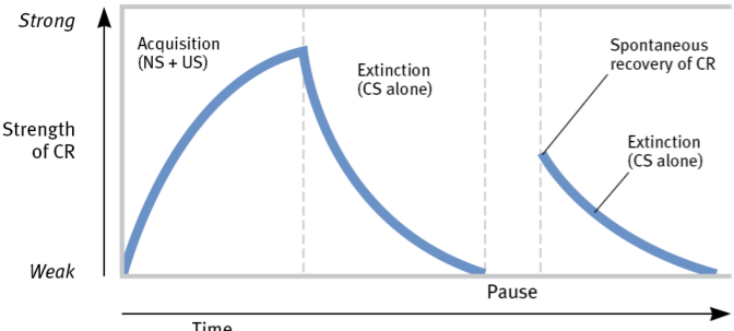 the diminishing of a conditioned response—when an unconditioned stimulus does not follow a conditioned stimulus