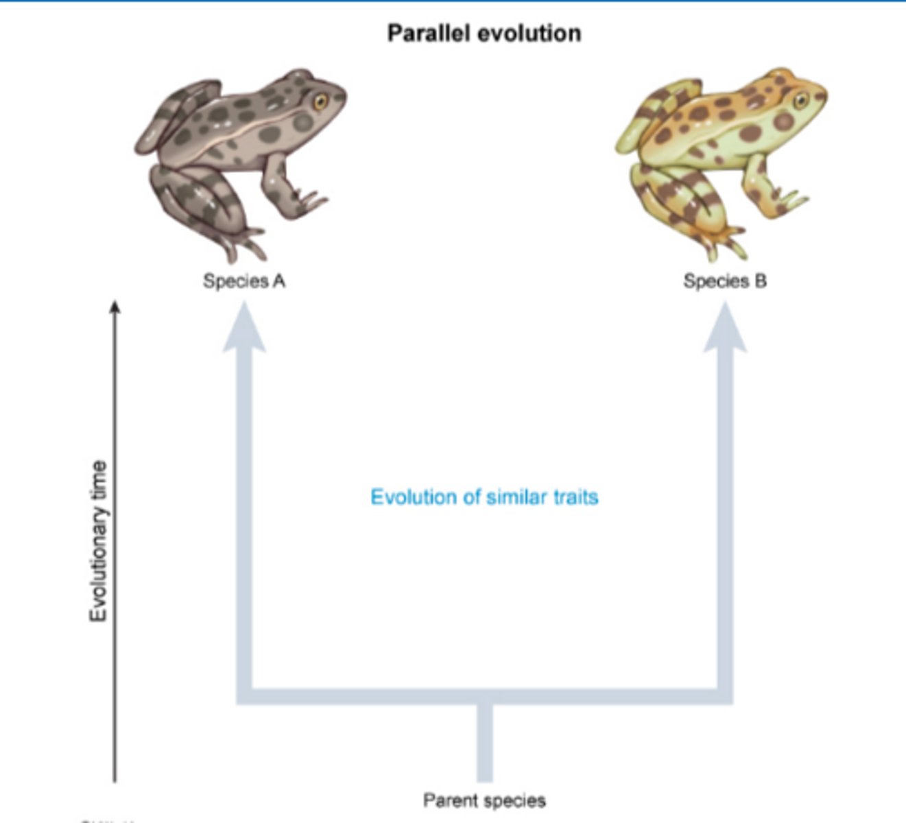 <p>parallel evolution</p>
