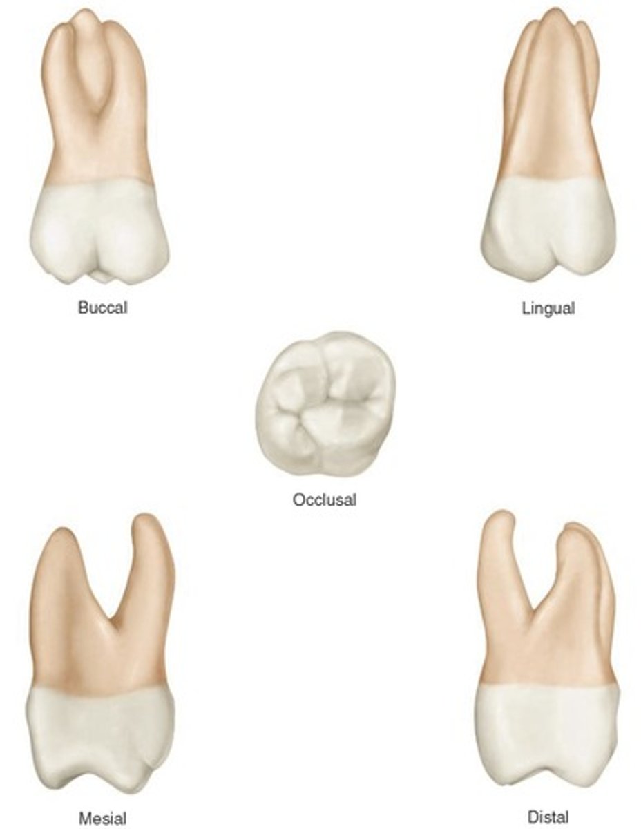 term image