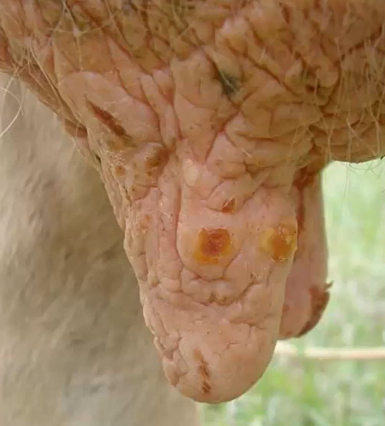 <p>Cow. MDX and 3 possible causes. </p>