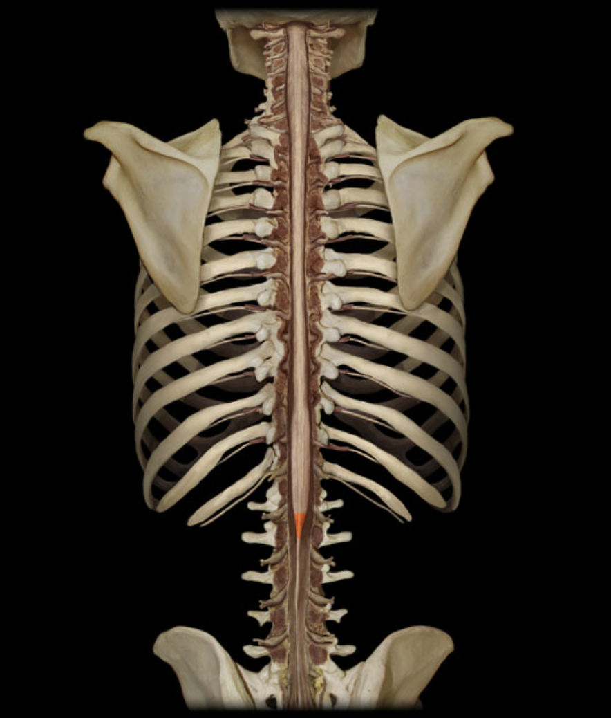 <p>What structure is shown?</p>