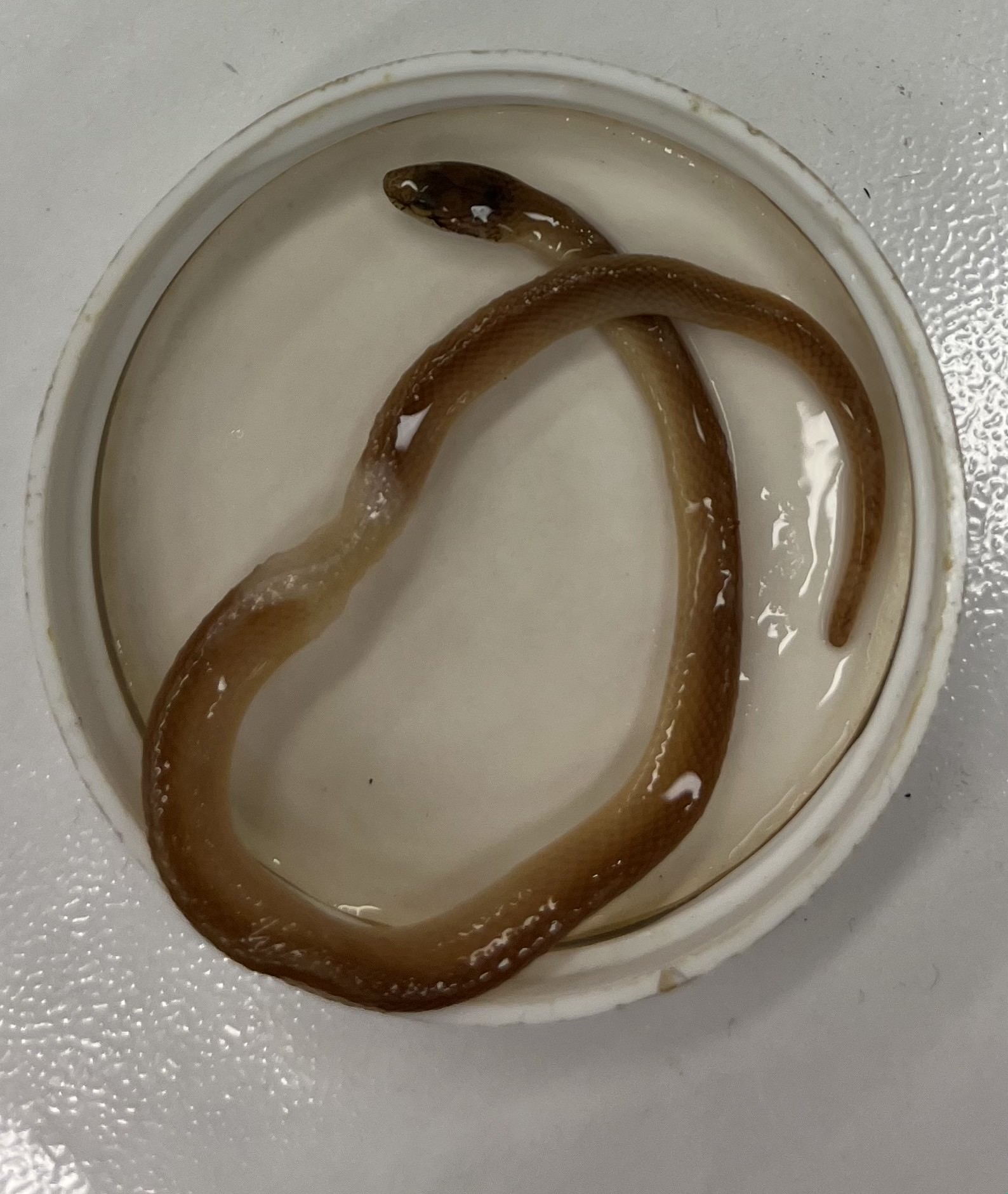 <ul><li><p>very small</p></li><li><p>dark head</p></li><li><p>light belly </p></li><li><p>pointy head</p></li><li><p>dark spots on back</p></li><li><p>short</p></li></ul><p></p>