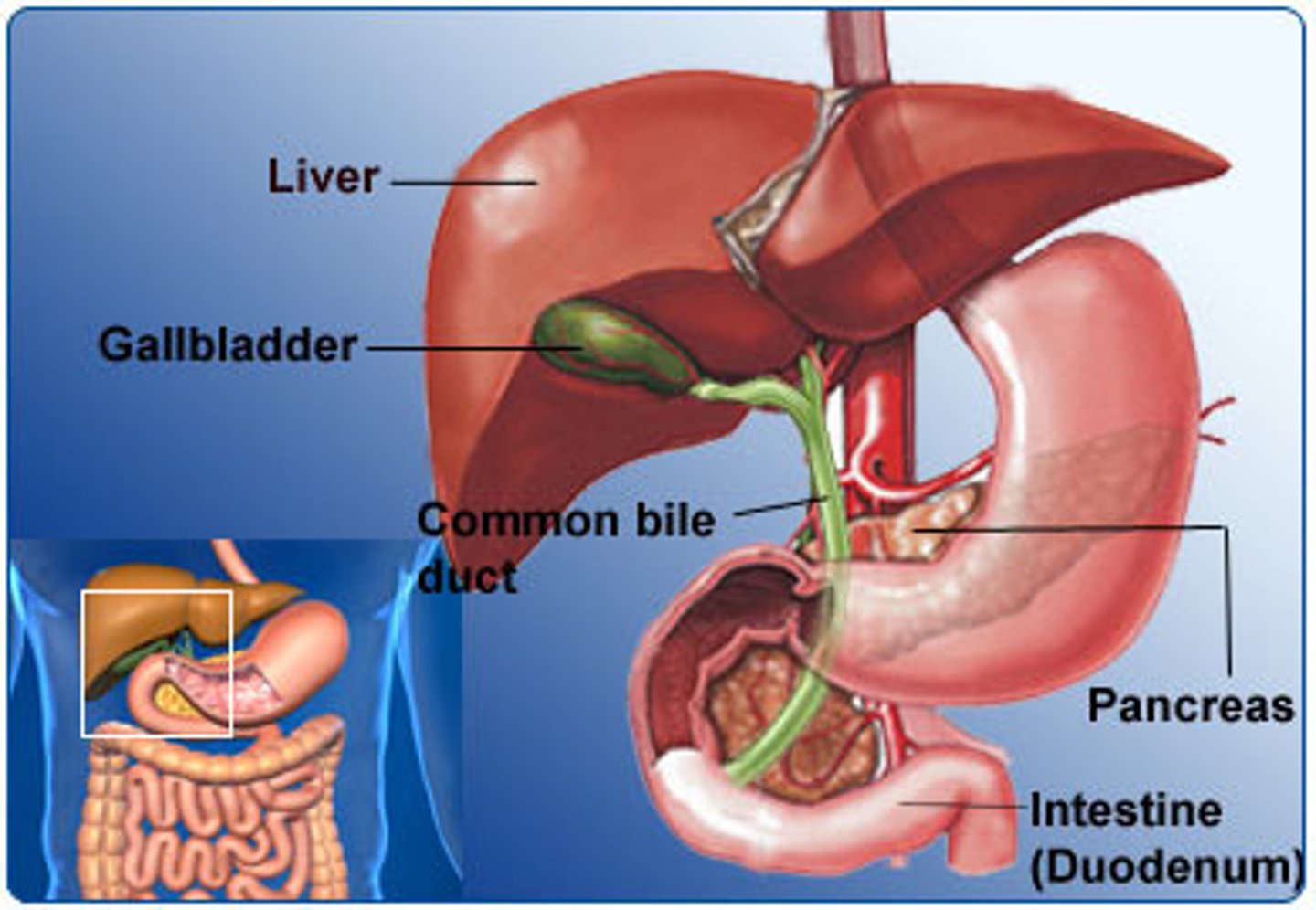 <p>gallbladder</p>
