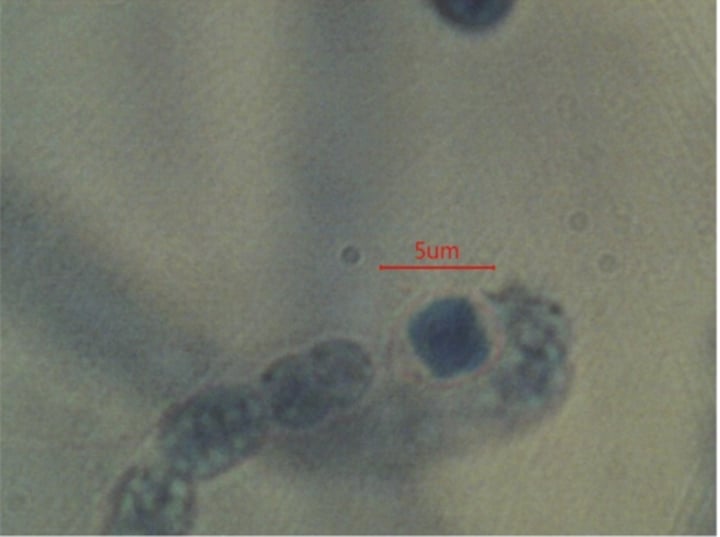 <p>What is the phylum of Nostoc sp.?</p>