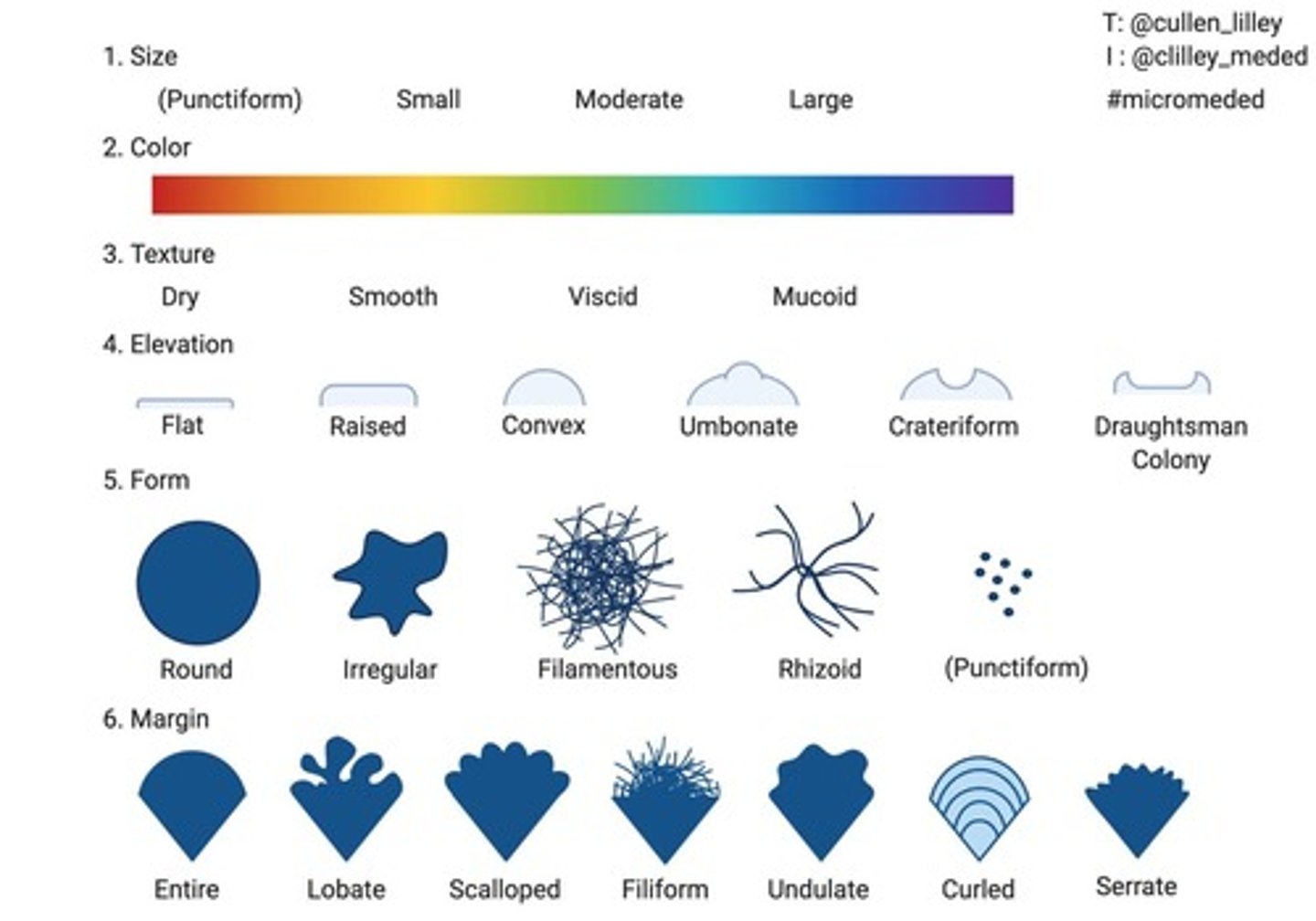 <p>The appearance of bacterial colonies on nutrient media, which can vary in size, color, shape, elevation, and edge appearance.</p>