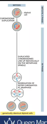 <p>the maternal and paternal homologous chromosomes are equally distributed to generate identical daughter cells </p>