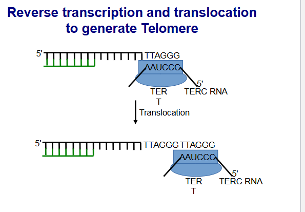 <p><span>Maintenance of telomeres by telomerase</span></p>