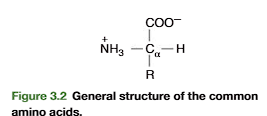 <p>Amino acids consist of:</p><ul><li><p class="ds-markdown-paragraph"><strong>Central (α) carbon</strong></p></li><li><p class="ds-markdown-paragraph"><strong>Amino group (–NH₂)</strong></p></li><li><p class="ds-markdown-paragraph"><strong>Carboxyl group (–COOH)</strong></p></li><li><p class="ds-markdown-paragraph"><strong>Hydrogen atom (H)</strong></p></li><li><p class="ds-markdown-paragraph"><strong>Variable side chain (R-group)</strong></p></li></ul><p></p>