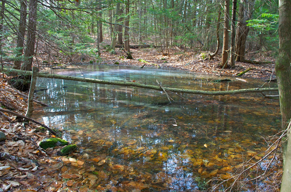 <p>Wetland Type?</p>
