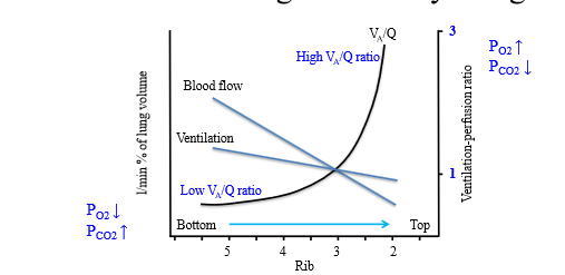 <p>Basal Ventilation-Perfusion is 0.6X the ideal</p><p>- Decreased PO2 level and increased PCO2 level compared to ideal</p><p>Apical Ventilation-Perfusion is 3X the ideal</p><p>- Increased PO2 level and decreased PCO2 level compared to ideal</p><p></p>