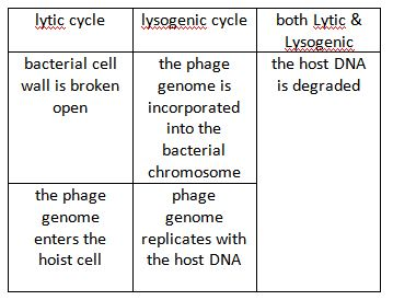 <p><span style="color: purple;">– lysogenic infectio</span>n: host cell genetically altered because viral genome becomes part of host genome</p>
